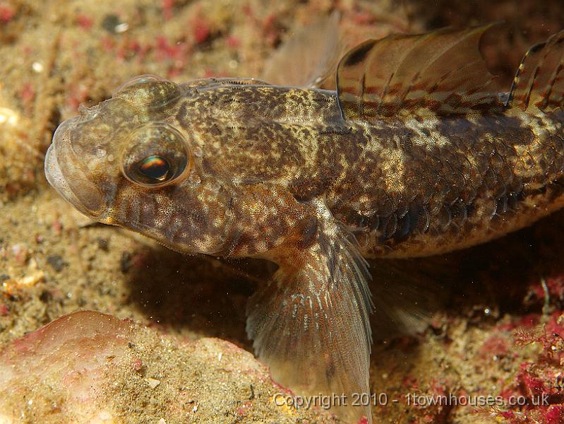 P5141262.JPG - Black goby - Gobiusculus niger
