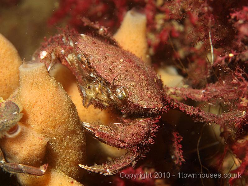 P5141264.JPG - Liocarcinus arcuatus - a very hairy Arch fronted swimming crab
