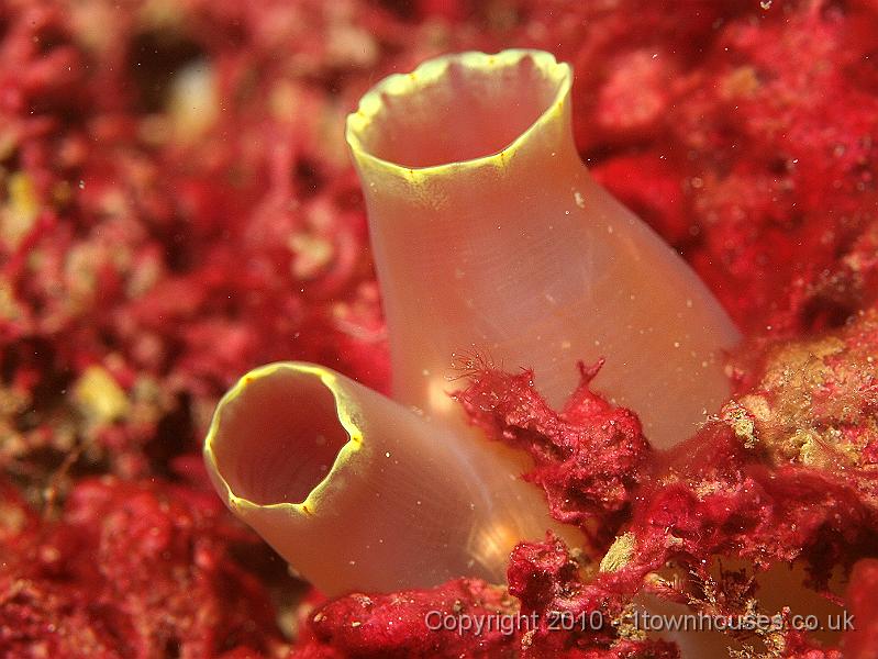 P5141266.JPG - Yellow ringed seasquirt - Ciona intestinalis