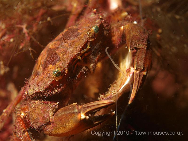P5141274.JPG - Liocarcinus arcuatus - the Arch fronted swimming crab