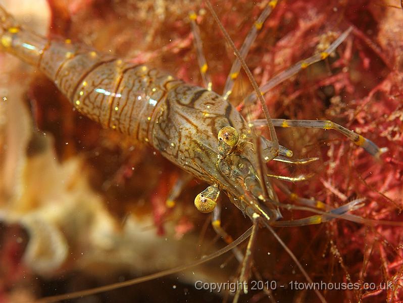 P5141276.JPG - Elegant prawn - Palaemon elegans