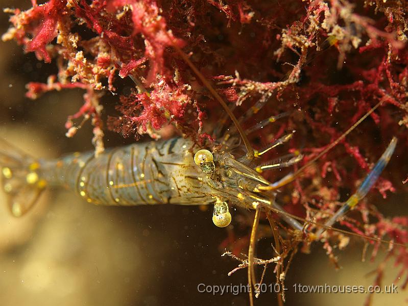 P5141280.JPG - Elegant prawn - Palaemon elegans