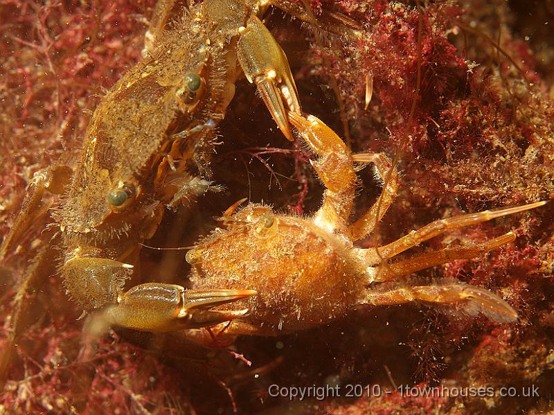 P5141287.JPG - Liocarcinus arcuatus - Arch fronted swimming crabs - How do you do?