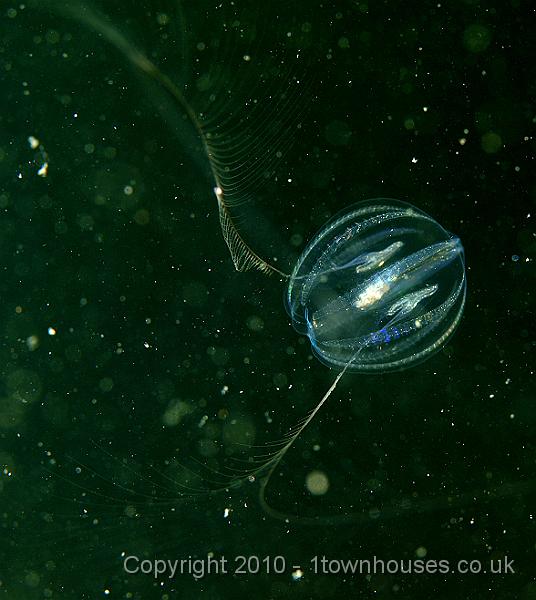 P5141290.JPG - Sea gooseberry - Pleurobrachia pileus