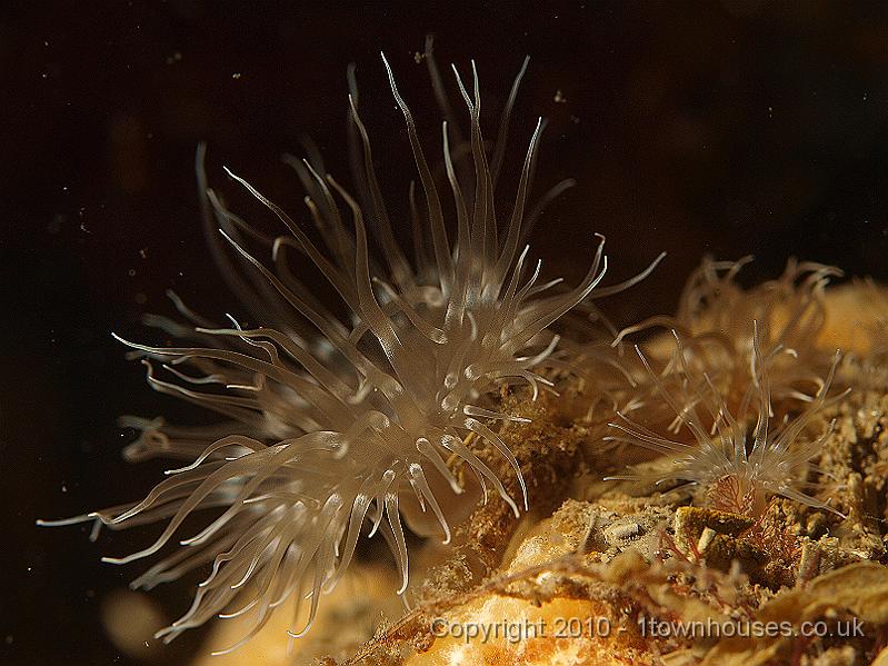 P5141317.JPG - Plumose anemones - Metridium senile