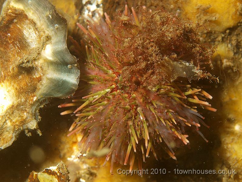 P5141330.JPG - Green urchin - Psammechinus miliaris