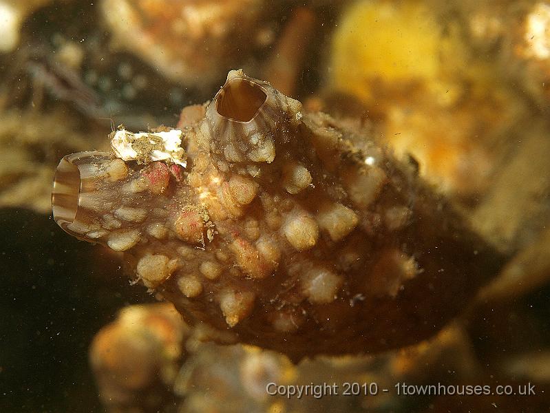 P5141334.JPG - Leathery seasquirt - Styela clava
