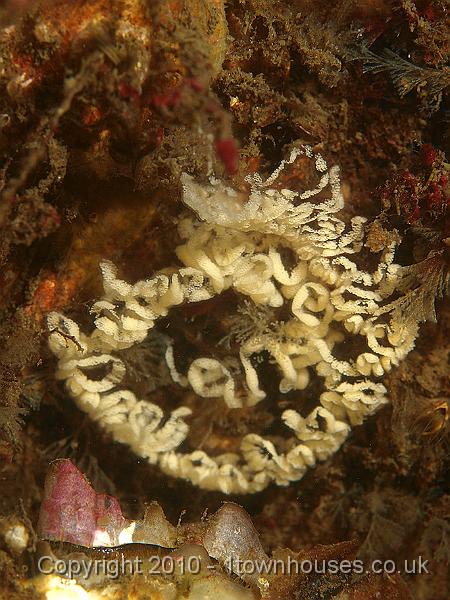 P5141340.JPG - Nudibranch eggs