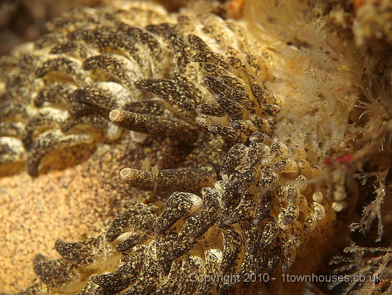 P5141343.jpg - Grey seaslug - Aeolidia glauca