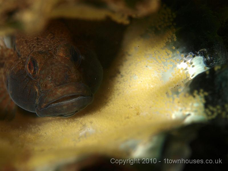 P5141367.jpg - Crassostrea gigas - Pacific oyster - with Black goby - Gobiusculus niger - guarding eggs