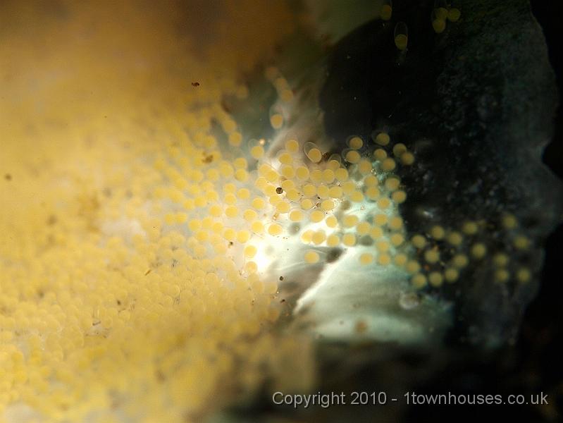 P5141371.jpg - Crassostrea gigas - Pacific oyster - with Black goby - Gobiusculus niger - guarding eggs