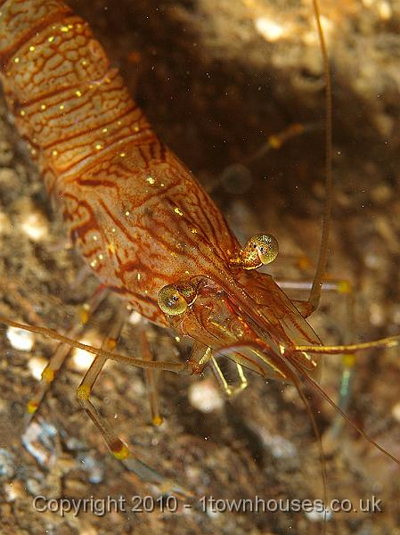 P5141376.jpg - Unusually red Elegant prawn - Palaemon elegans