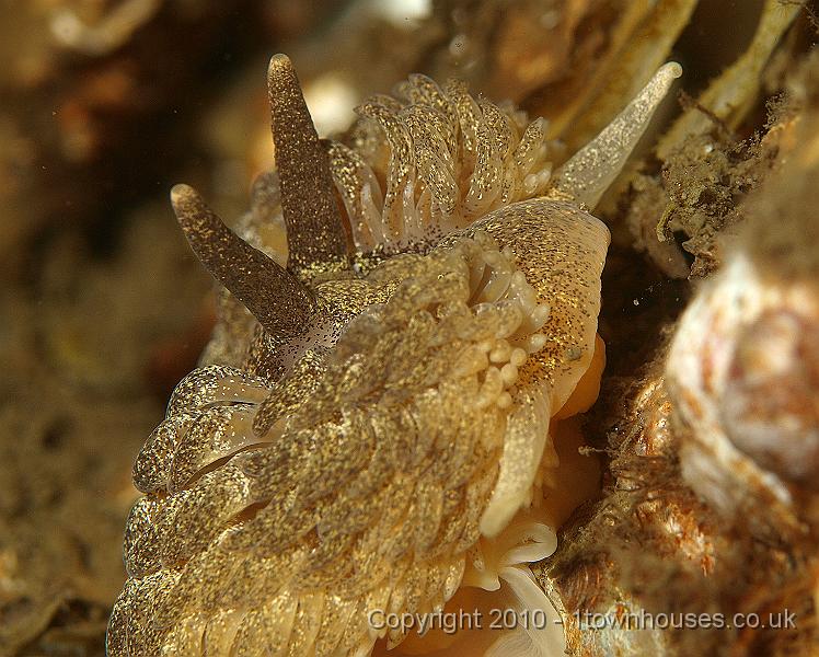 P5141383.jpg - Grey seaslug - Aeolidia glauca