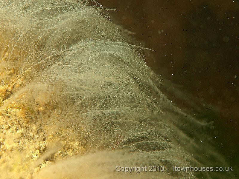 P5141406.jpg - A forest of feathery hydroids