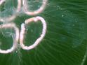 6 Floaters