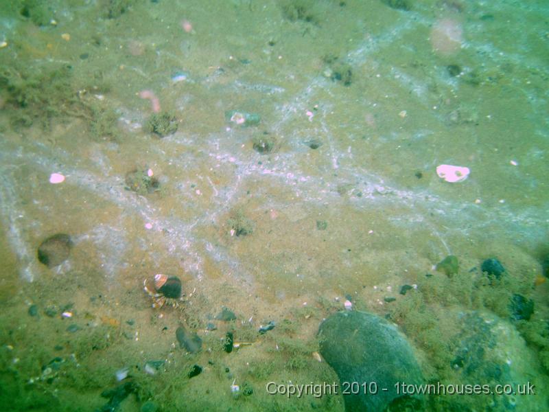 IMG_1617.JPG - Even in areas which appear to be sandy hard clay is often just below the surface. There are Piddocks - Pholas dactylus - and a Hermit crab - Pagurus spp - too