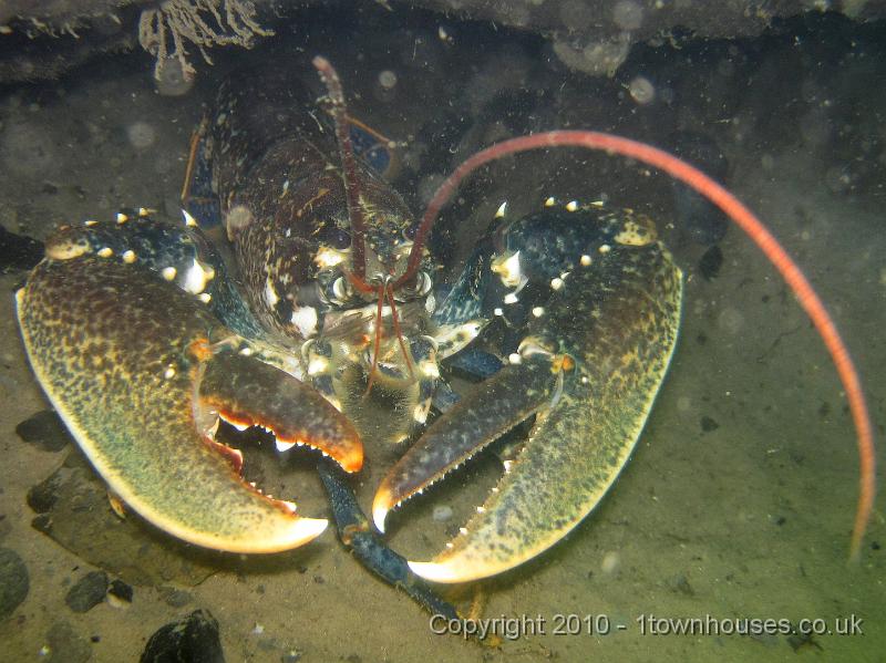 IMG_1631.JPG - Common Lobster - Homarus gammarus - under a clay ridge