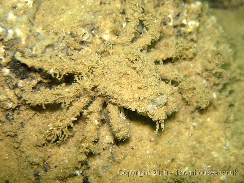 IMG_1637.JPG - A Sea Toad - Hyas araneus with Tubularia indivisa - pin the head on the crab?