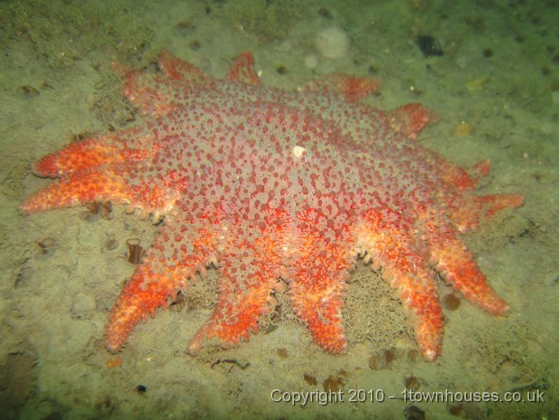 IMG_1648.JPG - A Common Sun Star - Crossaster papposus (with 14 legs) - probably feeding on Piddocks - Pholas dactylus
