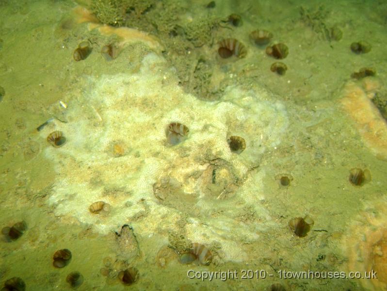IMG_1654.JPG - Piddocks - Pholas dactylus - growing through a Bryozoan crust
