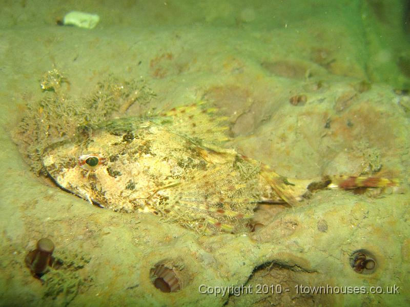 IMG_1662.JPG - A Long Spined Sea Scorpion - Taurulus bubalis, Piddocks - Pholas dactylus, Sand Masons - Lanice conchilega