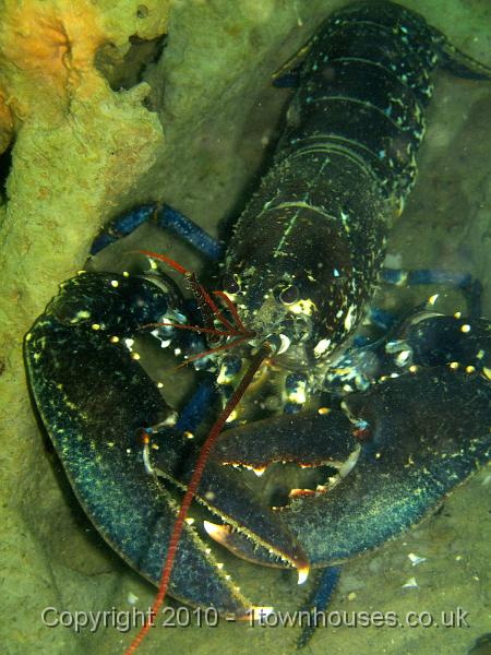 IMG_1664.JPG - Common lobster - Homarus gammarus