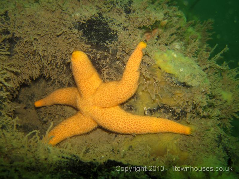 IMG_1677.JPG - I love the way Bloody Henry starfish - Henricia spp - always seem to start a pose