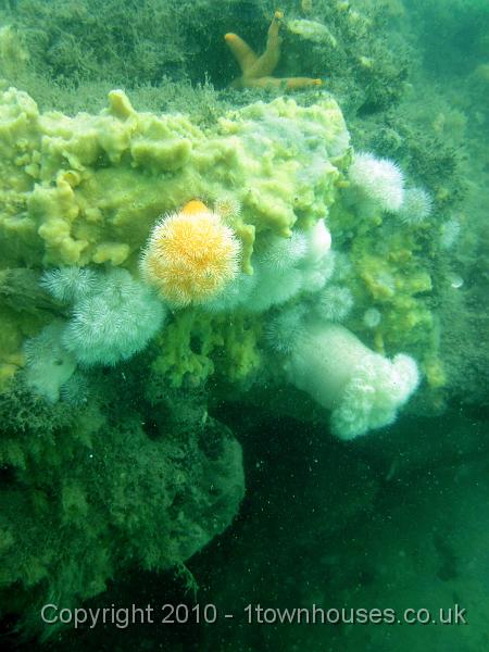 IMG_1678.JPG - the clay ridge is high enough to amount to a reef - coated in Plumose Anemones - Metridium senile, Breadcrumb Sponge - Halichondrea panicea, watched by a bloody Henry - Henricia spp