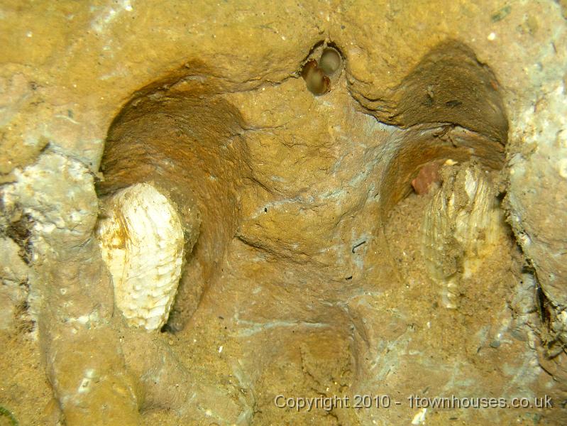 IMG_1688.JPG - The tips of Piddock - Pholas dactylus - shells showing down the burrows in the clay