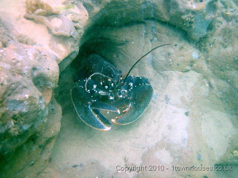 IMG_1699.JPG - A Common Lobster - Homarus gammarus - lurking in his hollow in the clay. Finger Bryozoan - Alcyonidium diaphanum above