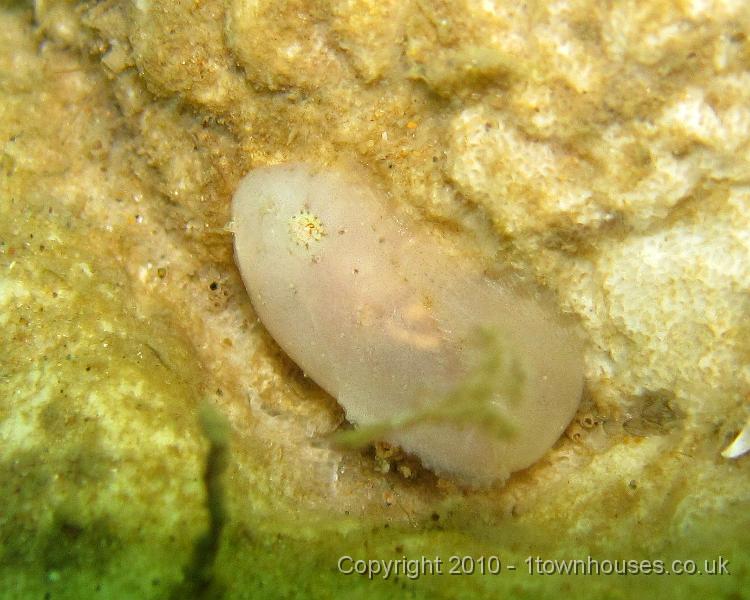 IMG_1559.JPG - Dawn spotted this tiny (2-3cm) Sea Snail (a fish) - Liparis spp - on a chunk of chalk
