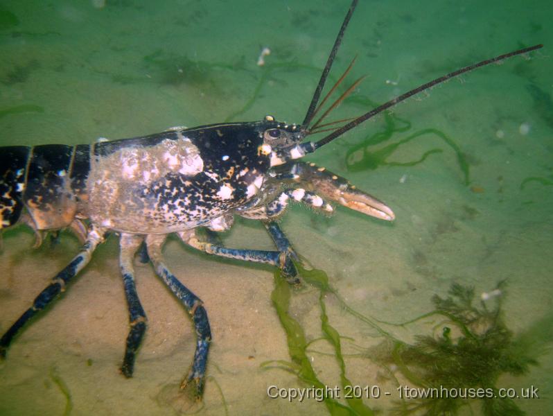 IMG_1560.JPG - There were a few commuters out on the sand. This scabby old Common Lobster - Homarus gammarus - is regrowing a claw