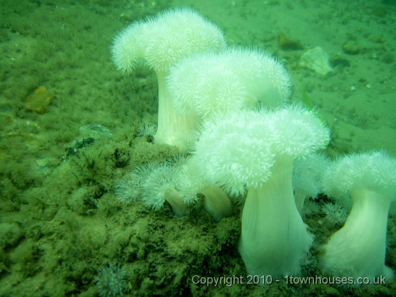 IMG_1578.JPG - Plumose anemones - Metridium senile - sprang up as soon as the rocks got to any size