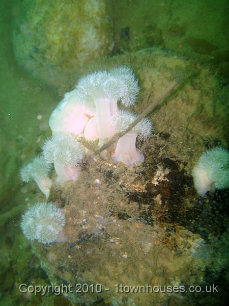 IMG_1585.JPG - Plumose anemones - Metridium senile - like current but don't enjoy sand blasting so they spring up on bigger rocks, they've been joined by Peacock fanworms - Sabella pavonina