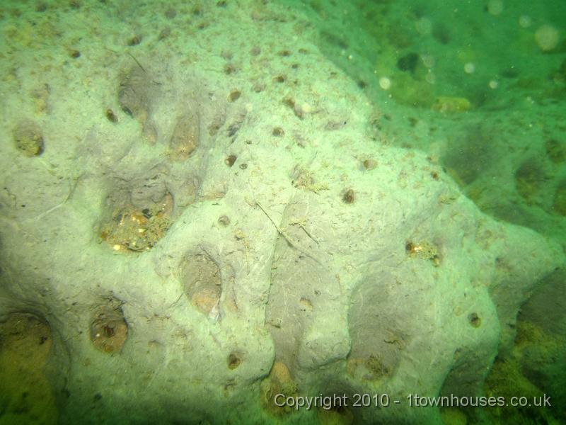 IMG_1597.JPG - To the West clay ridges rise over the chalk. They're full of Piddocks - Pholas dactylus