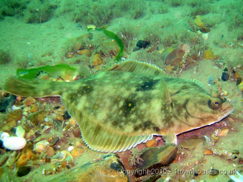 IMG_1706.JPG - Plaice - Pleuronectes platessa, Sand masons - Lanice conchilega - in the background