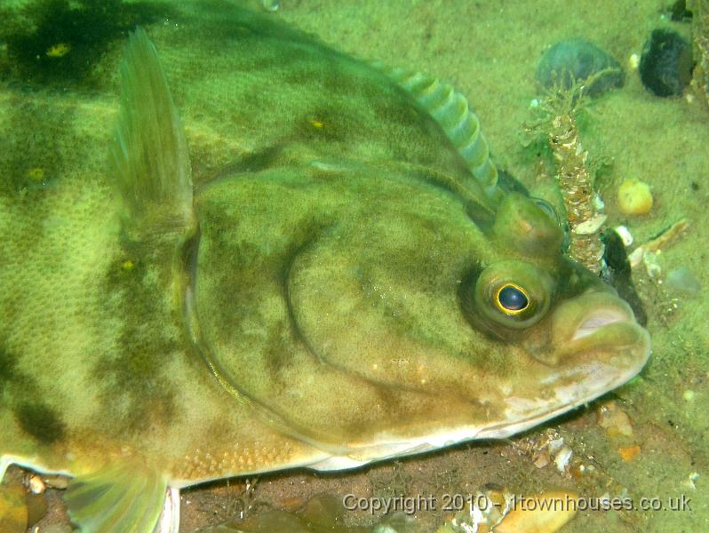IMG_1708.JPG - Plaice - Pleuronectes platessa - nudging a Sand Mason - lanice conchilega