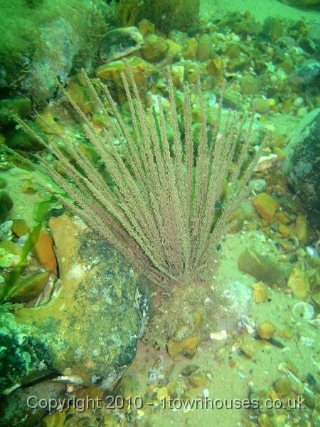 IMG_1710.JPG - Nemertesia antennina - The Antenna Hydroid - is a sticky, stinging cnidarian which had been coated in tide swept crud... I hope it gets cleaned by the tide too!