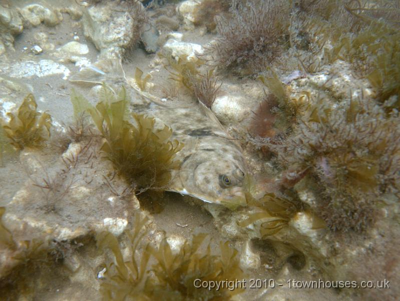 EPL13962.jpg - Probably a Dab -  Limanda limanda - on the start of the chalk