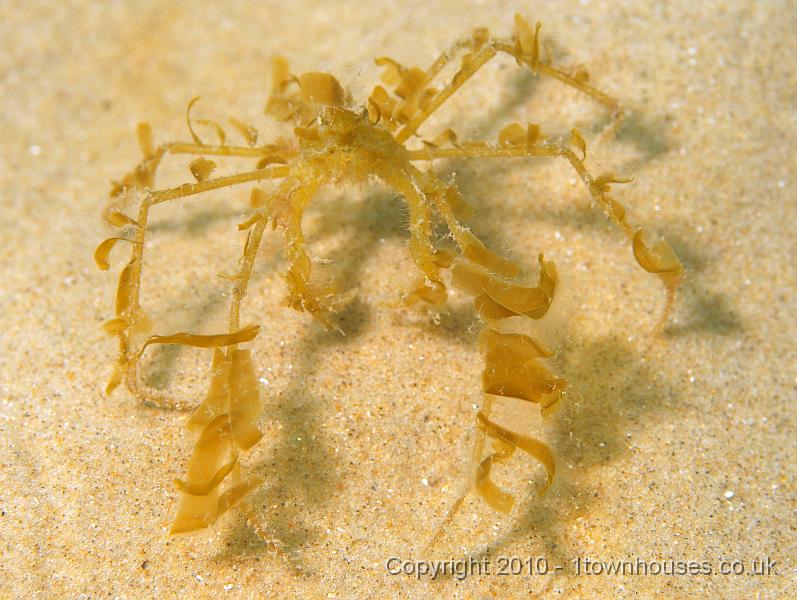 P7036443.JPG - An extravangantly decorated Long Logged Spider crab - Macropodia spp