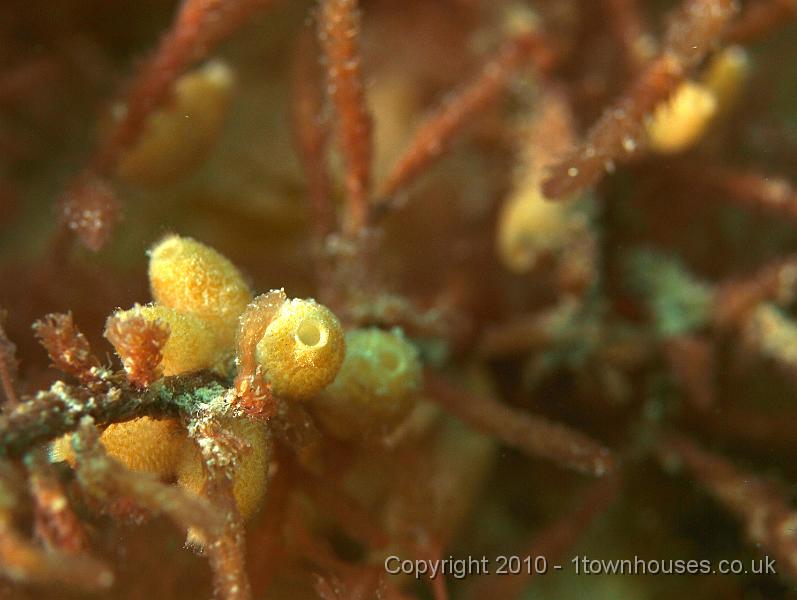 P7036456.JPG - Scypha ciliata - Flask sponges