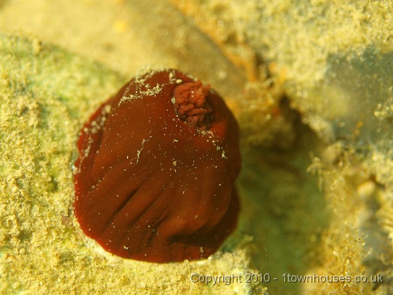 P7036462.JPG - Actinia equina - a retracted Beadlet Anemone
