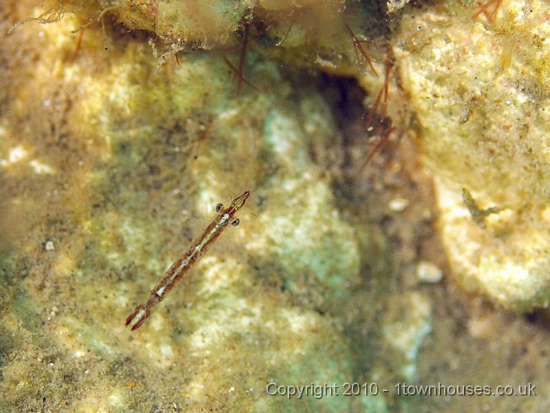 P7036467.JPG - Mysid spp - A Mysid or Opossum Shrimp, about 10mm long