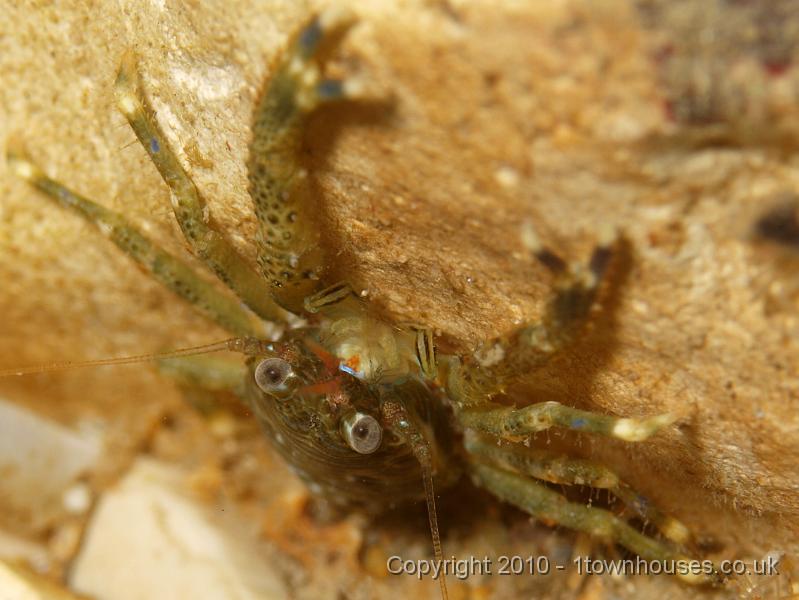 P7036481.JPG - Galathea squamifera - Squat Lobster