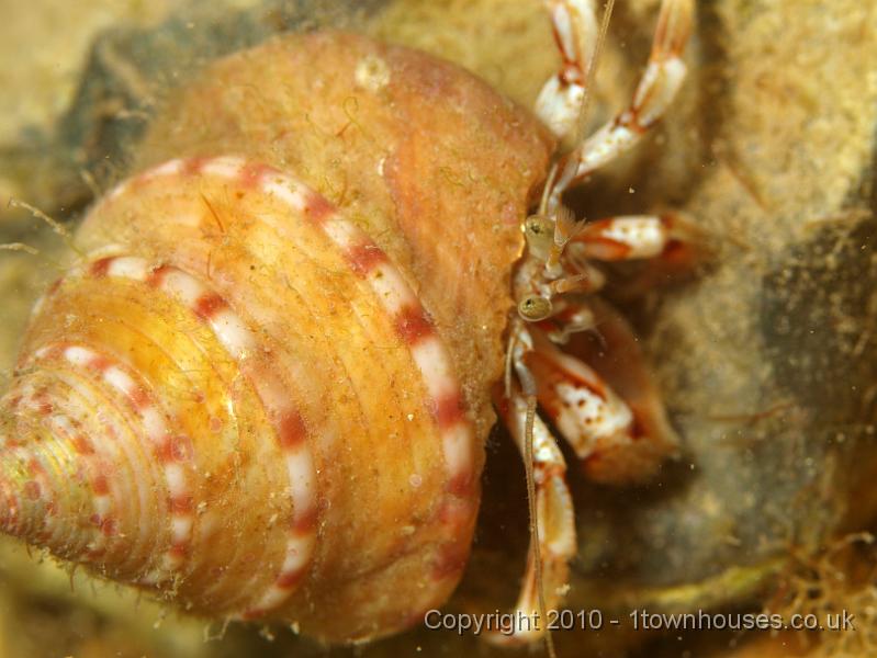 P7036484.JPG - Pagurus spp - Hermit Crab, wearing a Painted Top shell