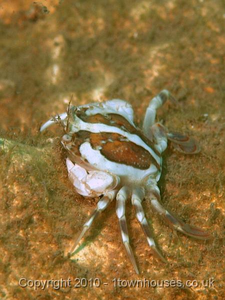 P7036485.JPG - A juvenile Harbour Crab - Liocarcinus deperator - cute isn't it?