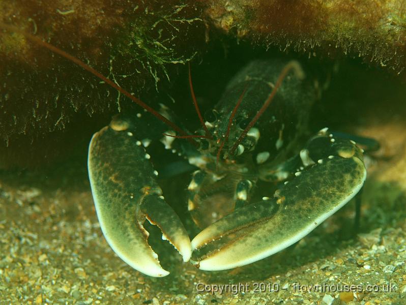 P7036496.JPG - Common Lobster - Homarus gammarus