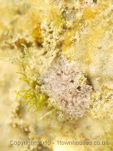 P7036508.JPG - An unknown sea squirt, the foreground is a Bryozoan crust