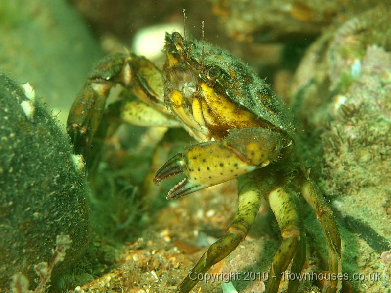 P7036511.JPG - One of the greenish Shore crabs - Carcinus maenas