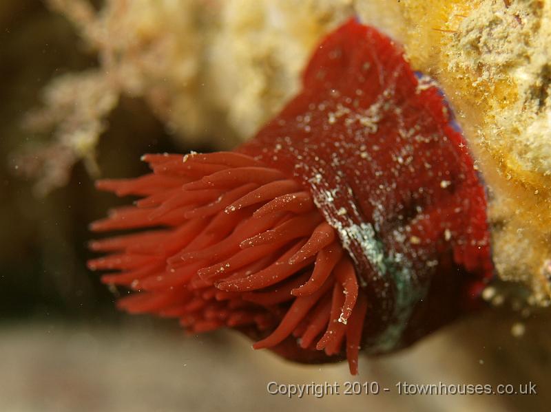 P7036513.JPG - An emerging Beadlet Anemone - Actinia equina